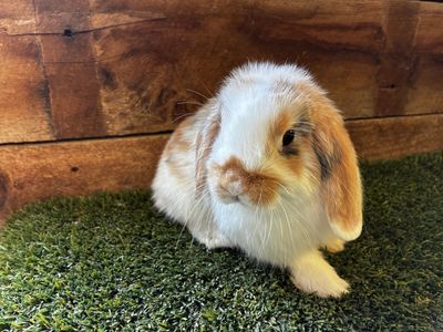 Purebred Holland Lop Bunny