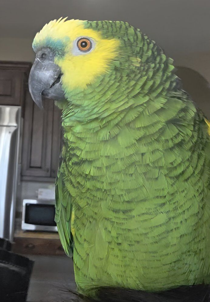 Blue Front Amazon Parrot – Talkative Male