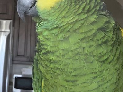 Blue Front Amazon Parrot – Talkative Male