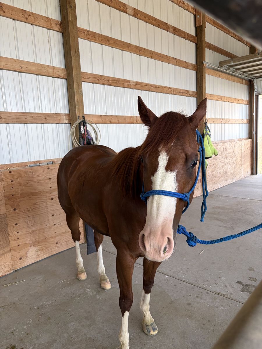 4-Year-Old Mare Roping Prospect - Heel-o-matic & Breakaway Started, Mountain Ready
