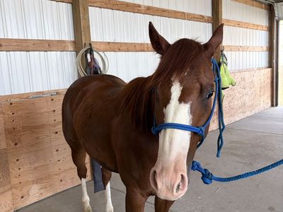 4-Year-Old Mare Roping Prospect - Heel-o-matic & Breakaway Started, Mountain Ready