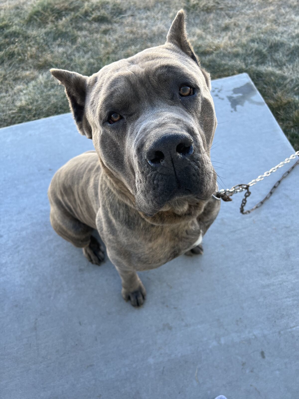 Purebred Male Cane Corso