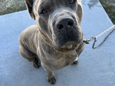 Purebred Male Cane Corso