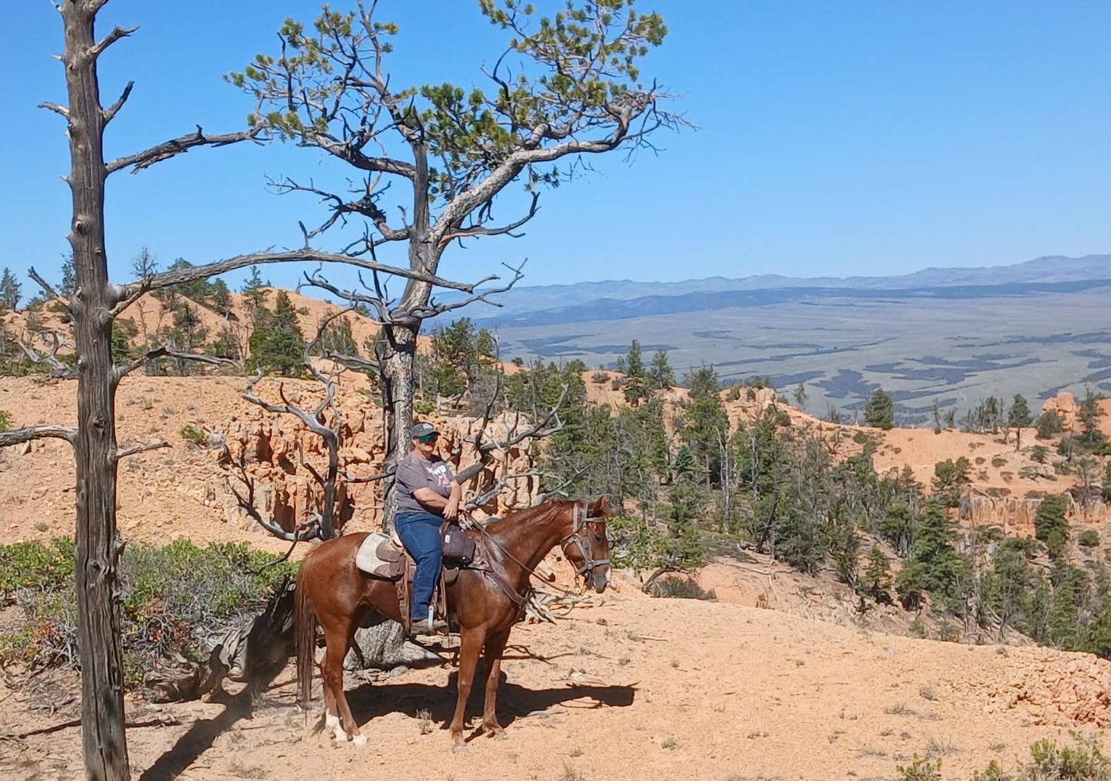 Aqha all around mare
