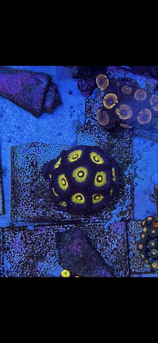 Wolverine zoas