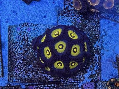 Wolverine zoas