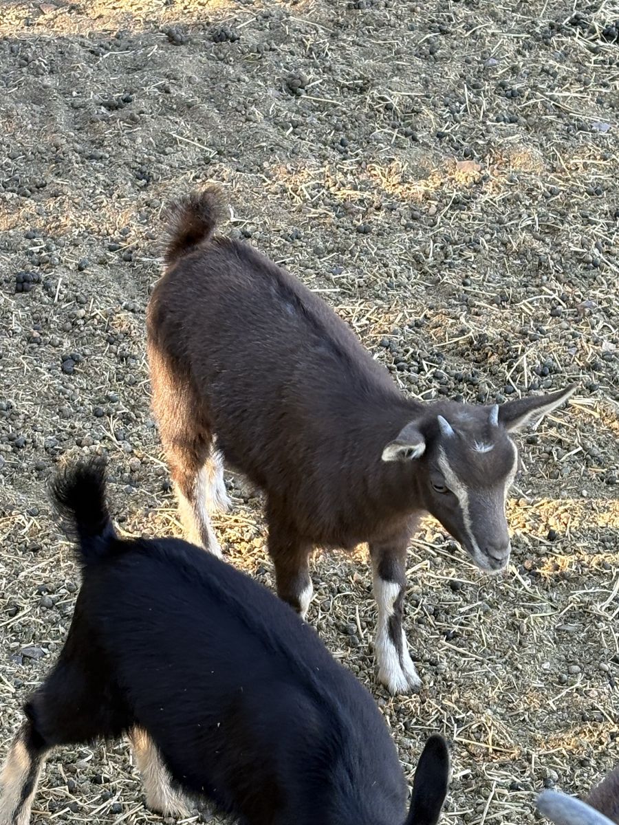 Pygmy Goat Doeling