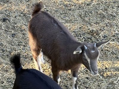 Pygmy Goat Doeling