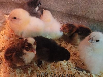 Chicks