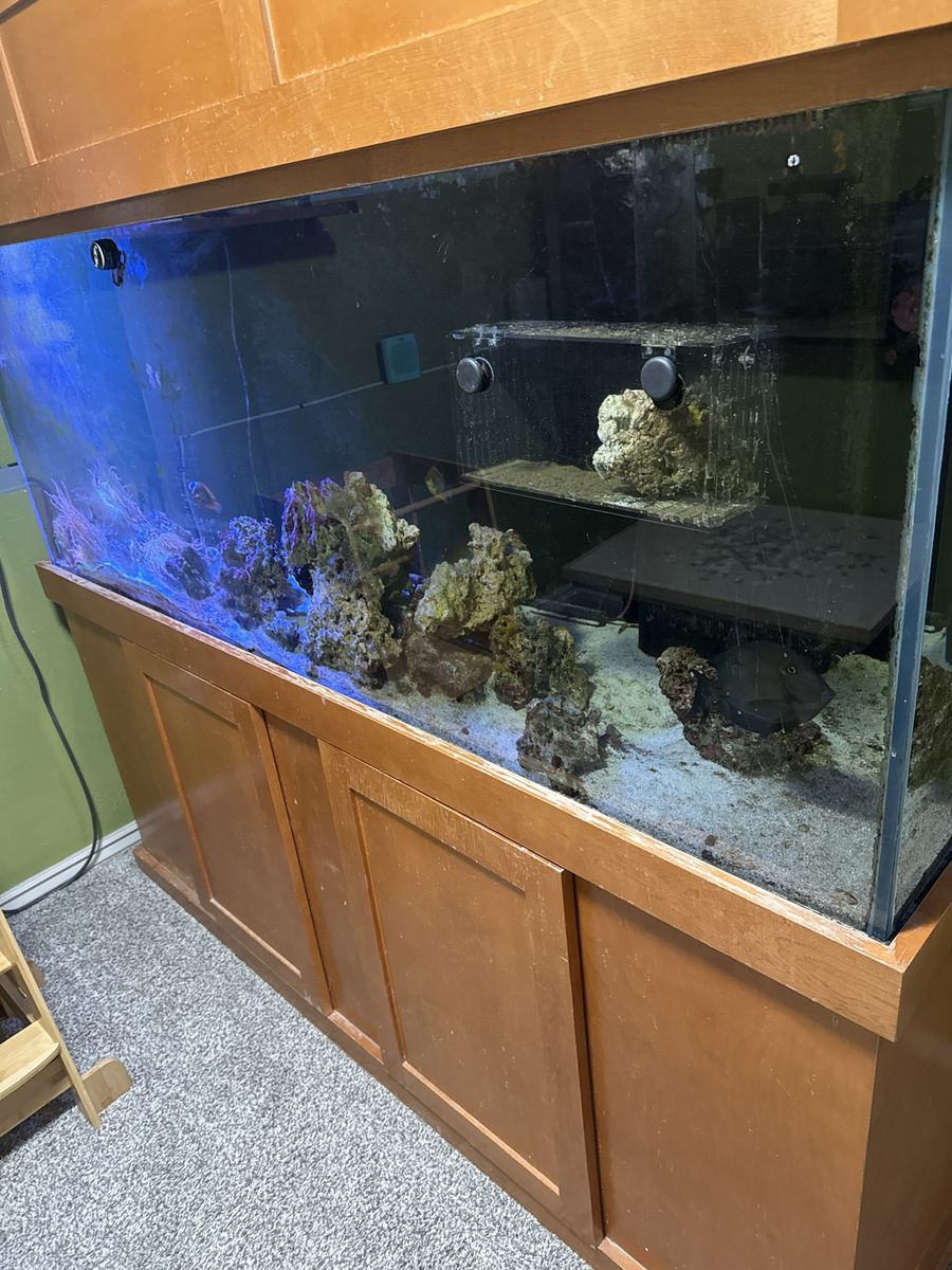 210 Gallon Saltwater Aquarium Setup with Stand, Sump, and Accessories
