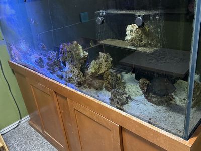 210 Gallon Saltwater Aquarium Setup with Stand, Sump, and Accessories