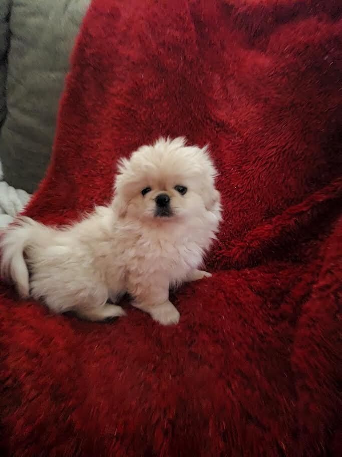 Pekingese Male Puppy