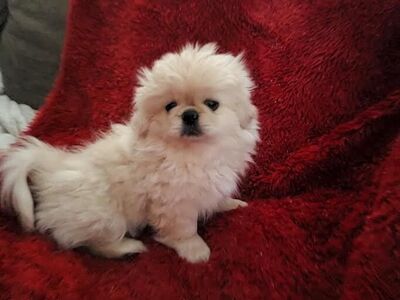 Pekingese Male Puppy
