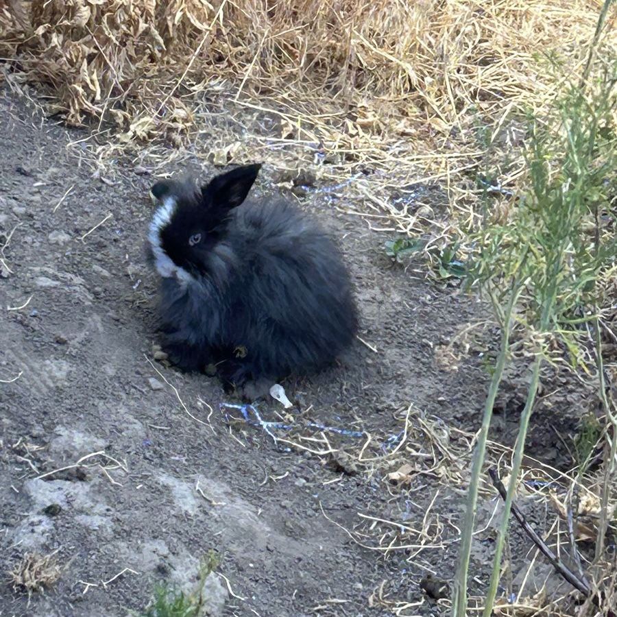 Fuzzy Holland Lop Buck $25