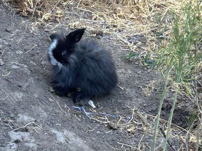 Fuzzy Holland Lop Buck $25