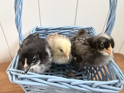 CUTEST MARAN pullets chicks
