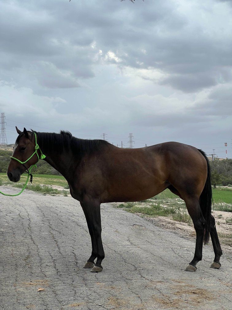 Racing Aqha Broodmare in foal