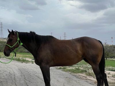 Racing Aqha Broodmare in foal
