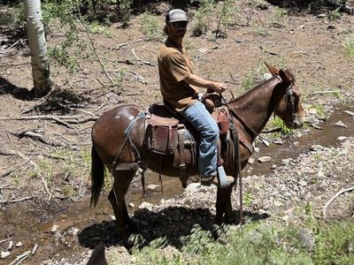 6 year old John mule 15 hands