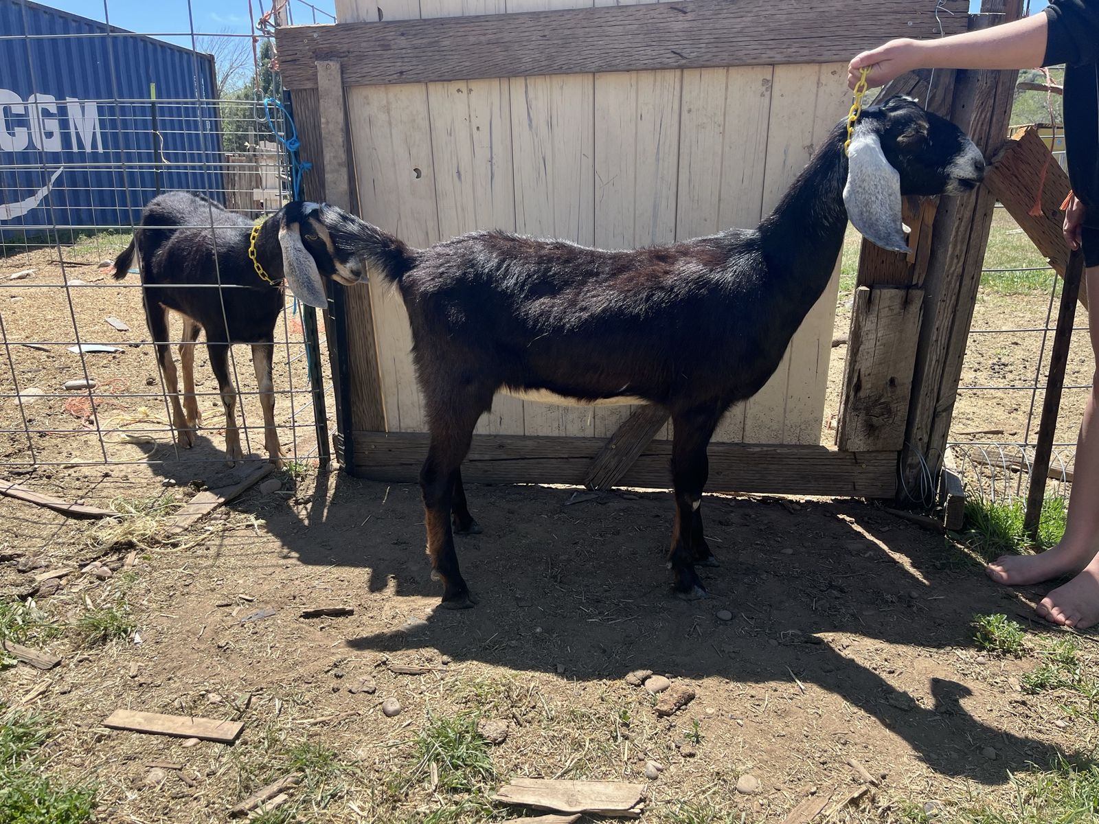 ADGA registered Nubian Registered Yearling Doe