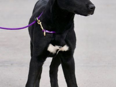 Lochlan 4 mon Husky mix Elevated K9 Working Dog Rescue