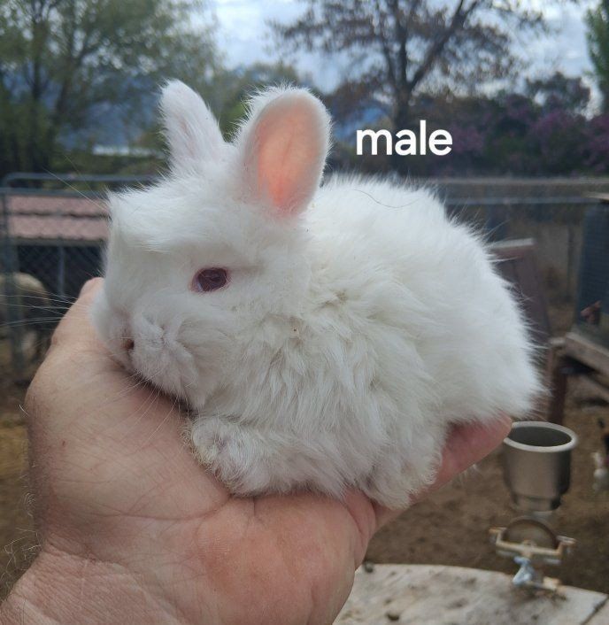 PUREBRED ENGLISH ANGORA BUNNIES