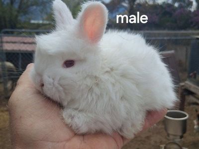 PUREBRED ENGLISH ANGORA BUNNIES