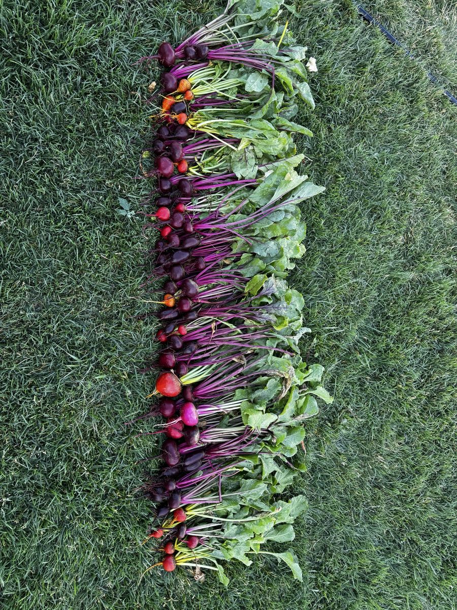 1 Bunch of Freshly Picked Organic Beets
