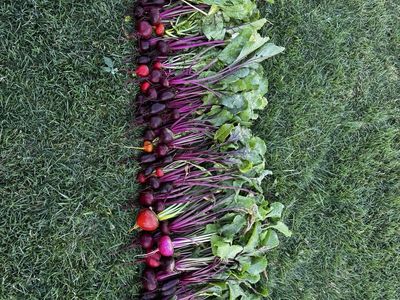 1 Bunch of Freshly Picked Organic Beets