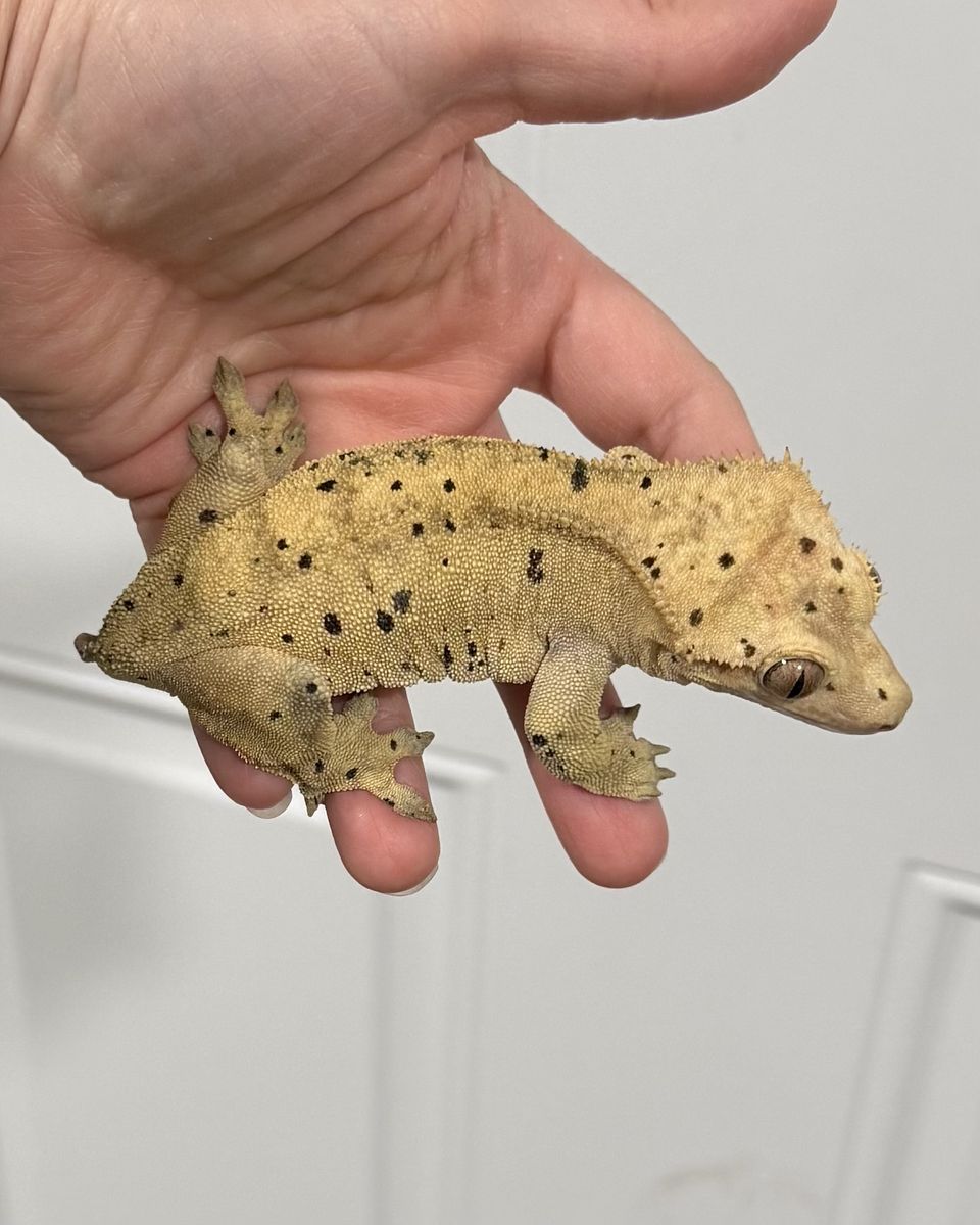 Proven Female Dal