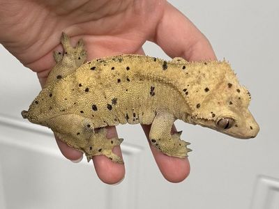 Proven Female Dal
