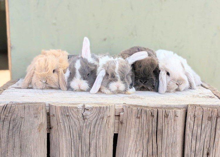 pure Holland lop baby bunnies