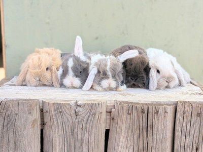 pure Holland lop baby bunnies