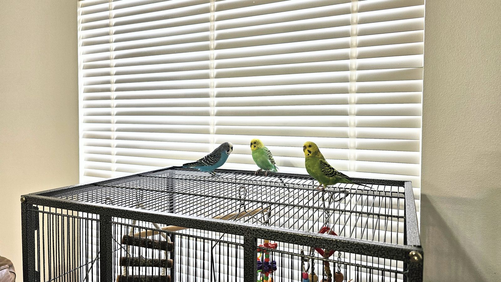Bird cage and tame parakeets