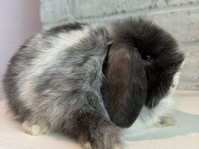 Pedigreed Holland Lop Doe