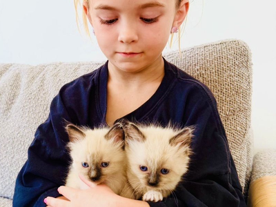 SALE NOW on Stunning Ragdoll LYNX Kitten/BEST personality--PUPPYLIKE/LOYAL temperament. Shed less/less allergenic!