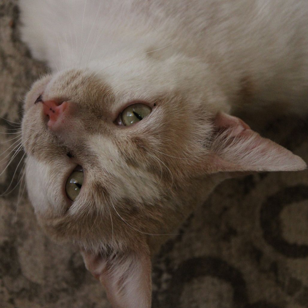 Hello my name is Creamsicle