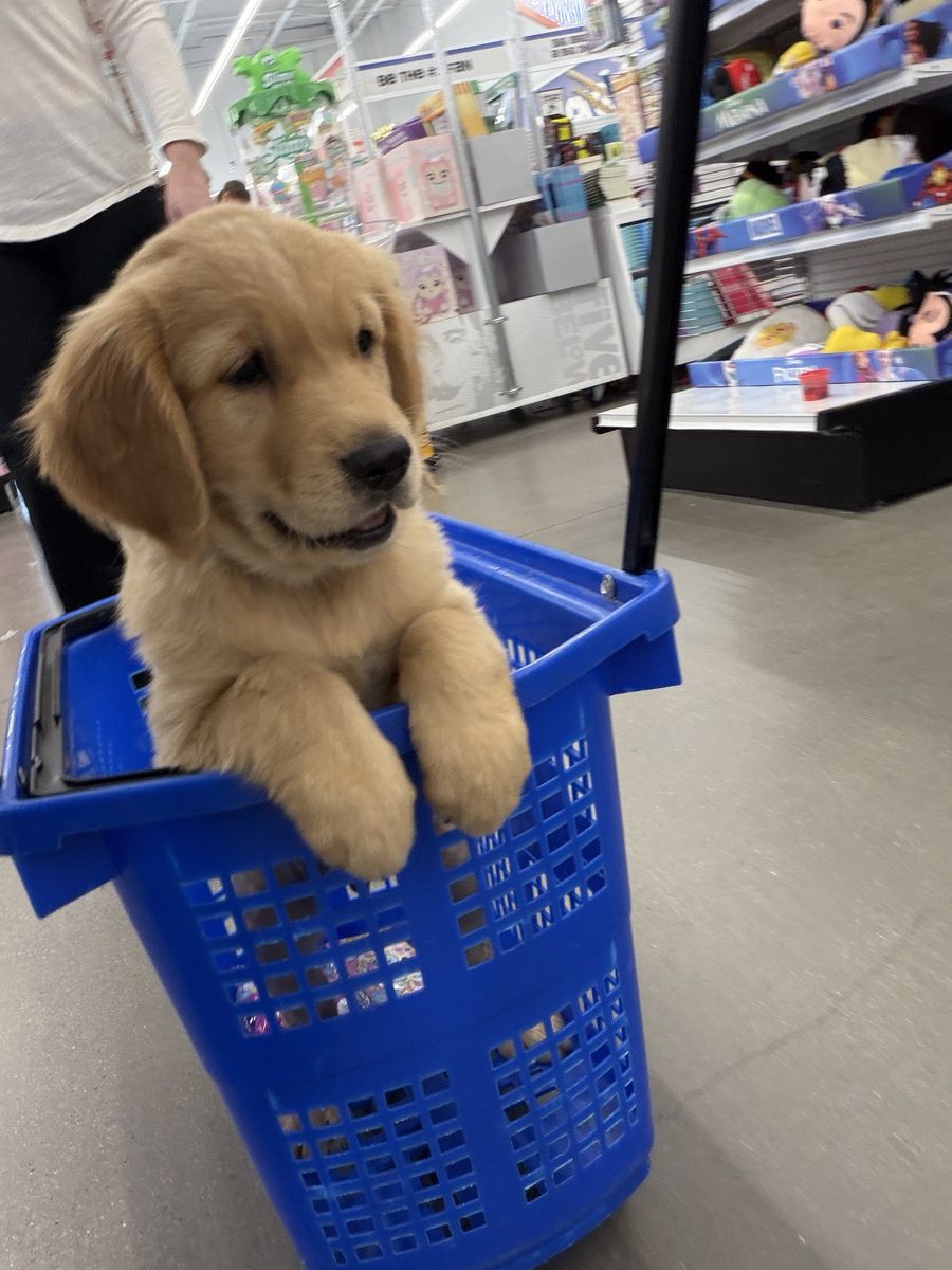 Golden Retriever -10wks Last Male