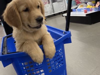 Golden Retriever -10wks Last Male