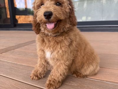 Darling Kennel Trained Mini Goldendoodle Puppies