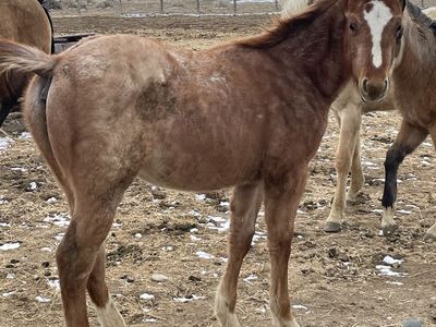 2025 Quarter Horse Red Roan Yearling Gelding