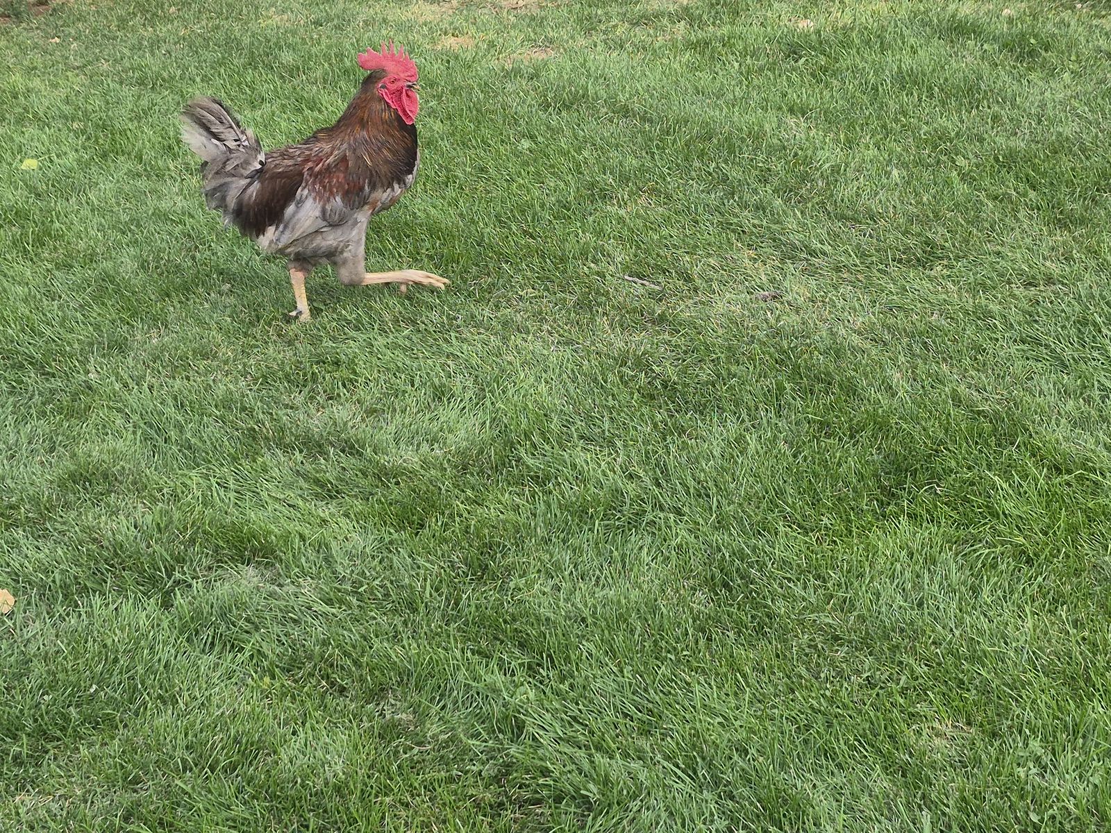 Saphire Gem Rooster... FREE