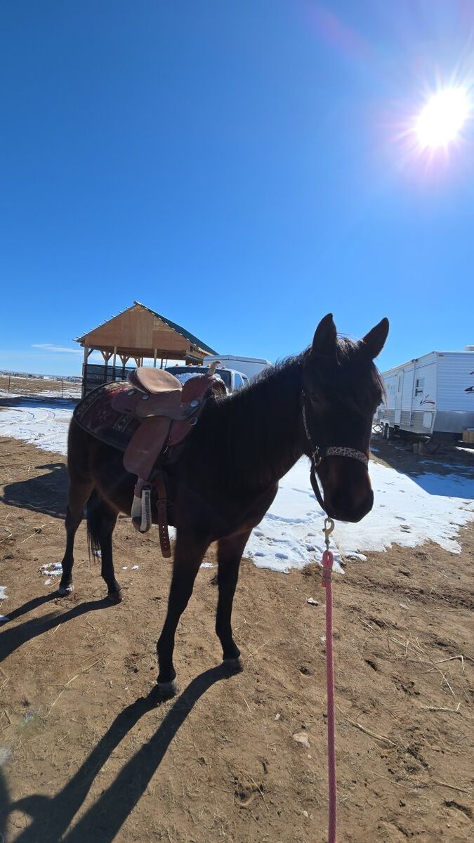 Handcock Ta French Filly