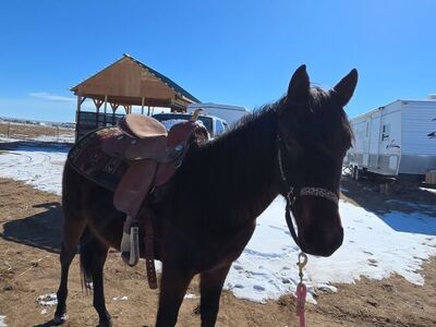 Handcock Ta French Filly