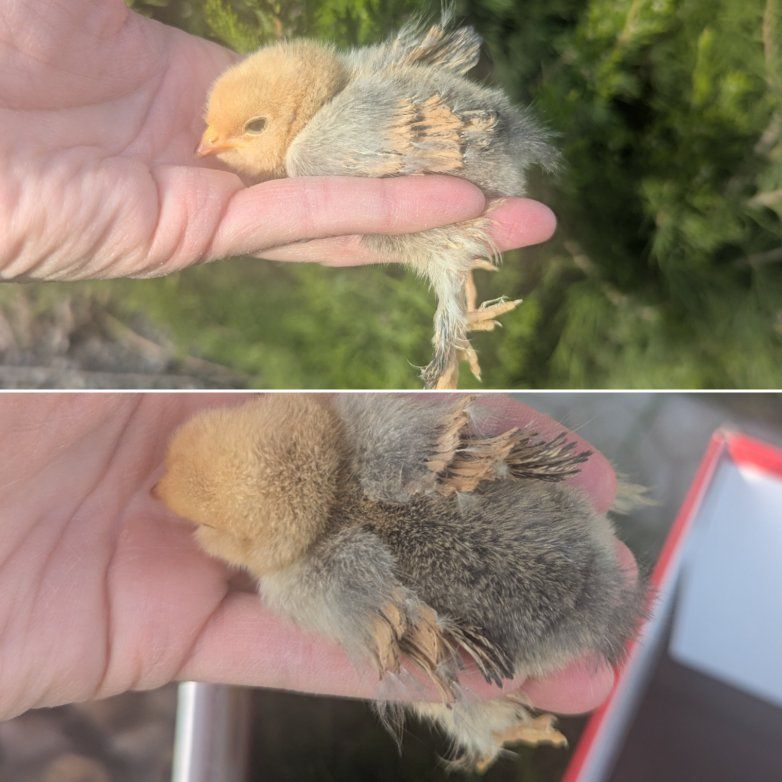 3 day-1 week old bearded silkie chick hen chicken