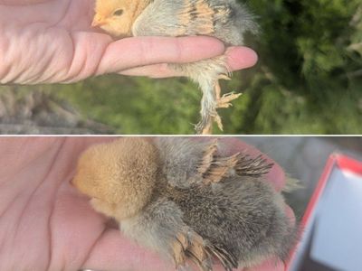 3 day-1 week old bearded silkie chick hen chicken