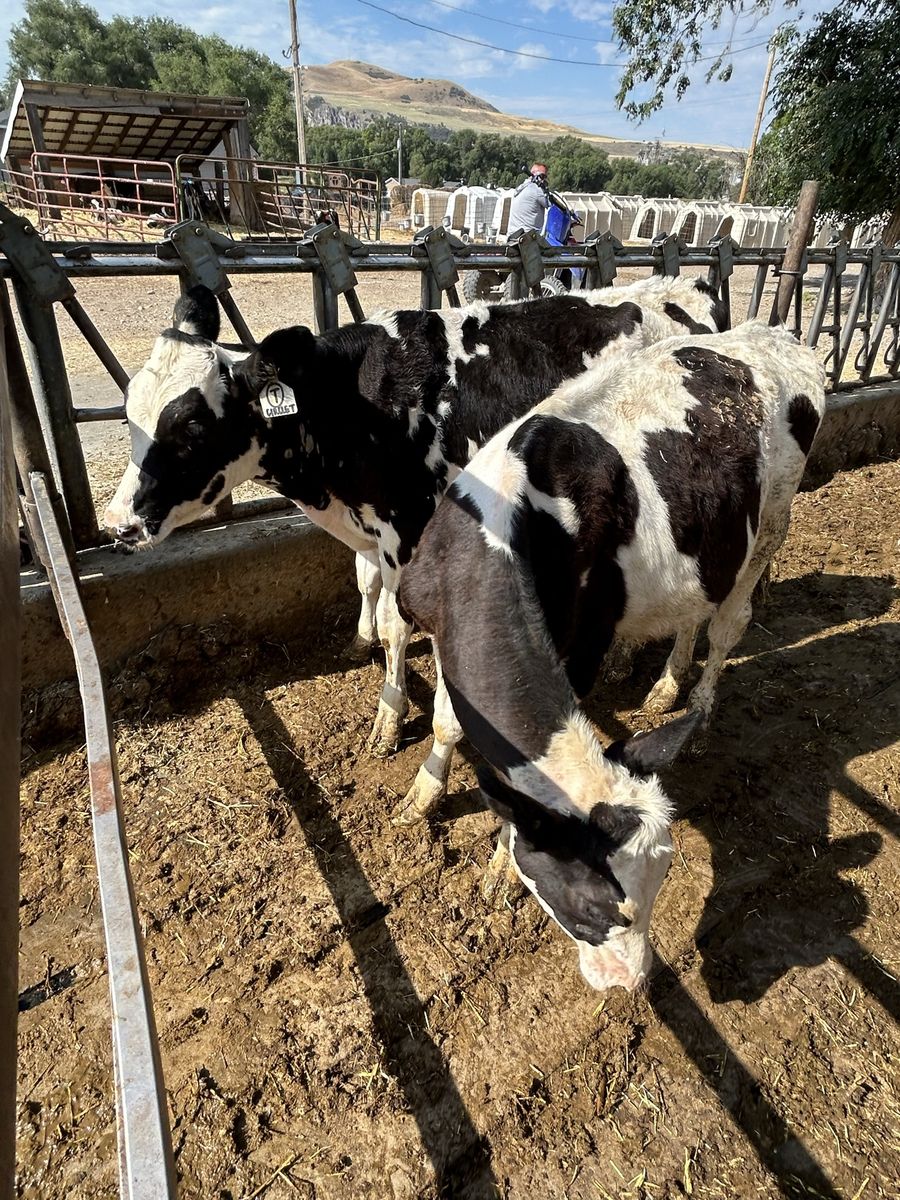 Holstein steers
