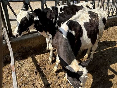 Holstein steers