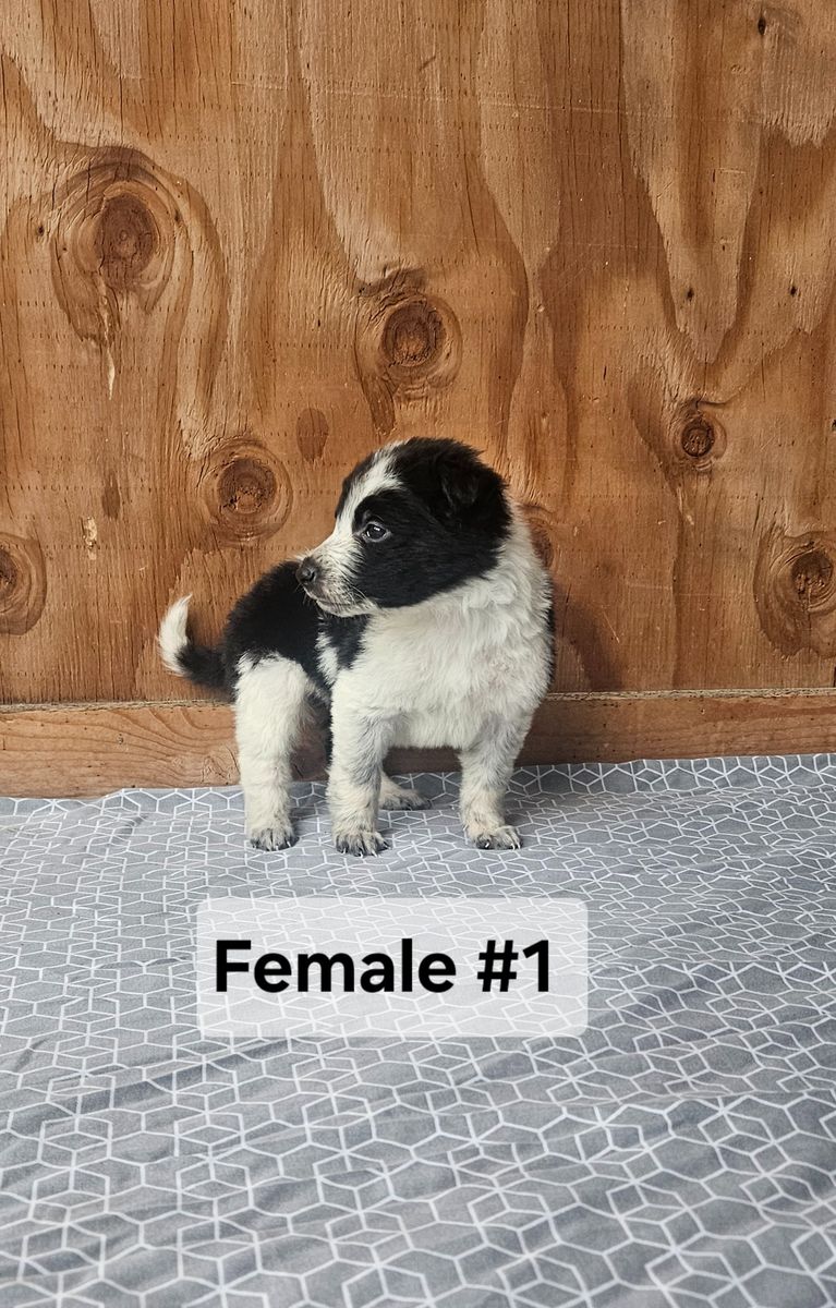 ABCA Registered Border Collie Pups- Jackson Cattle Dogs