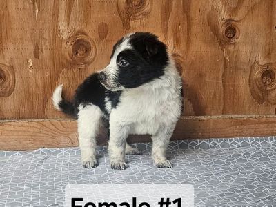 ABCA Registered Border Collie Pups- Jackson Cattle Dogs